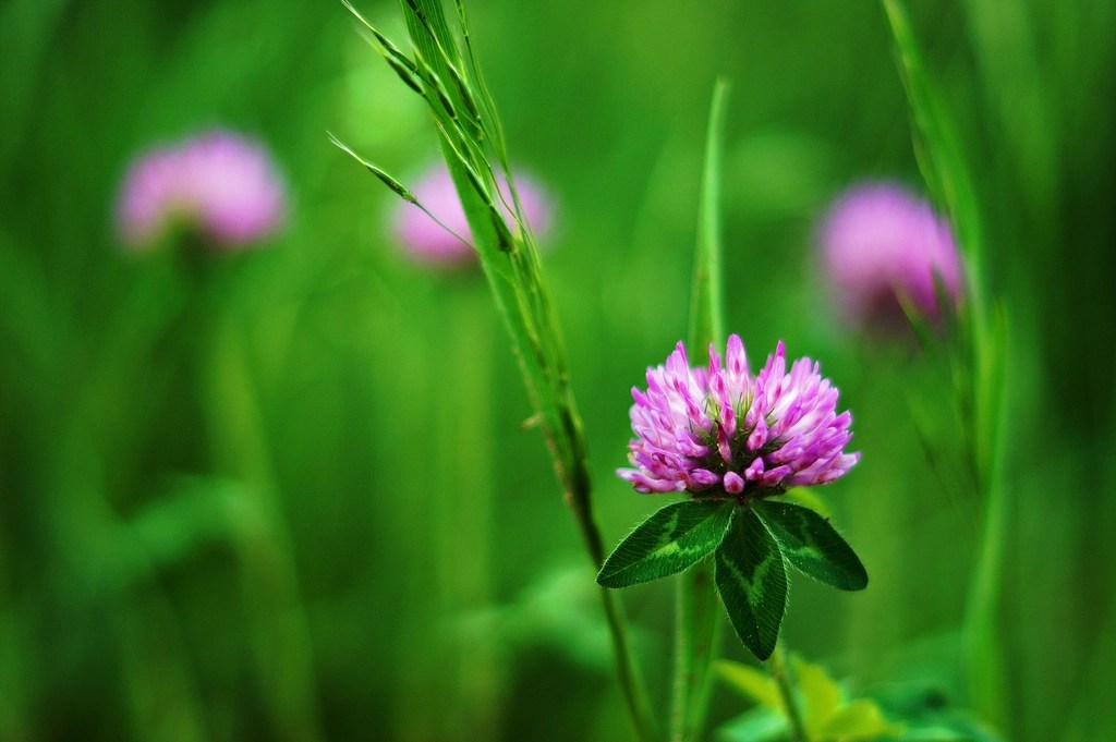 Purple clover in a green meadow.